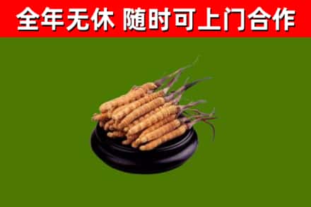 玛多县烟酒回收冬虫夏草.jpg